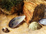 Famous Bank Paintings - Still Life With Sea Shells On A Mossy Bank